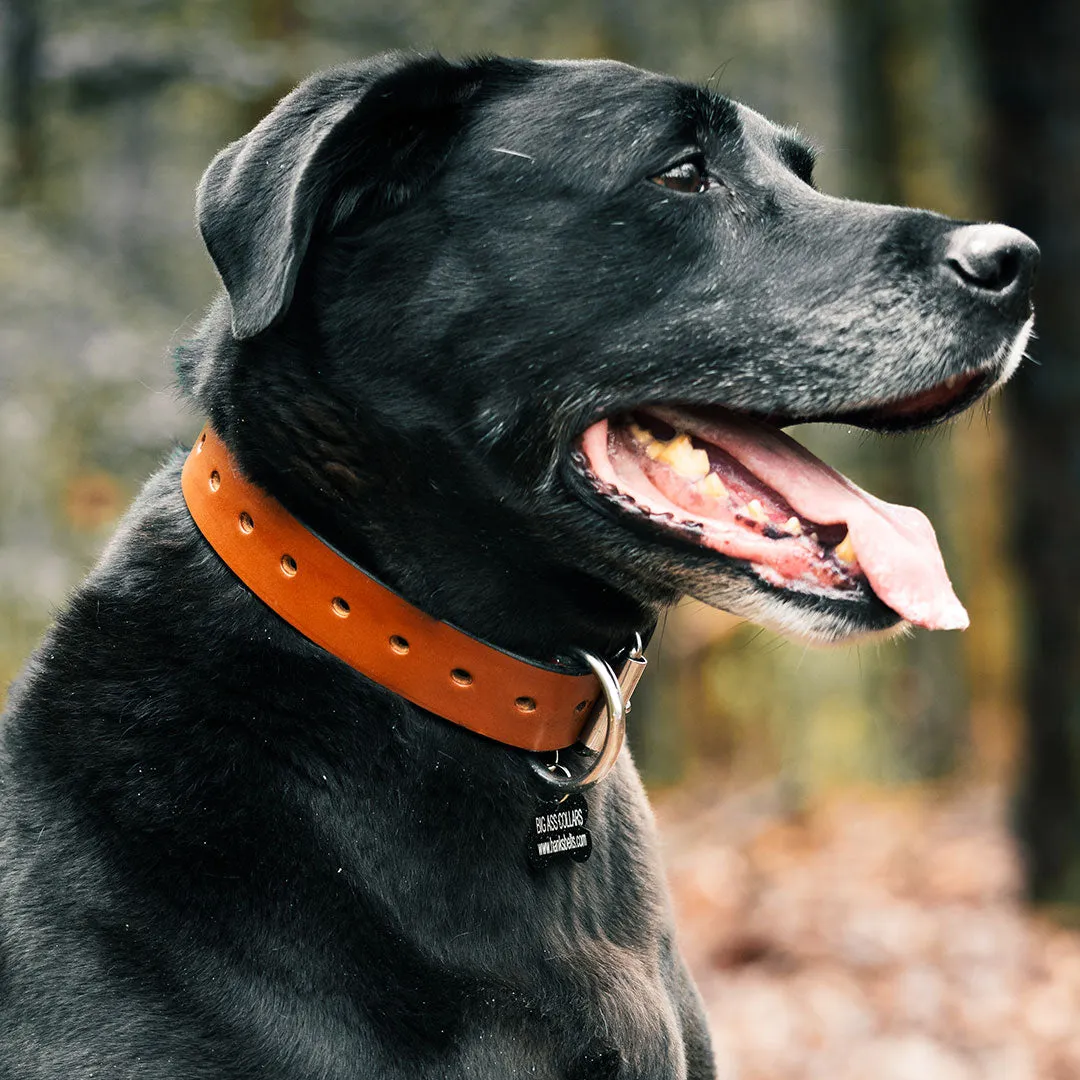Big Ass Dog Collars for Big Ass Dogs